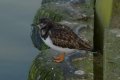 Birds: Turnstone (Arenaria interpres)